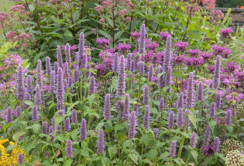 purple flowering herbs
