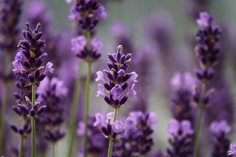 herb with purple flower